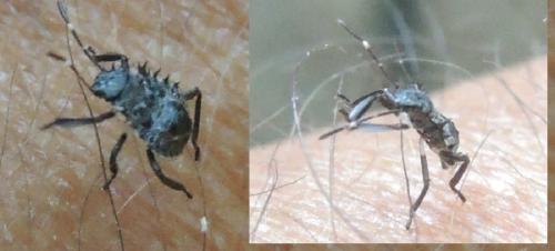 Halyomorpha halys